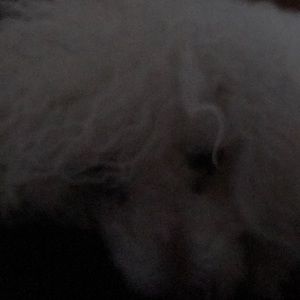 Meet your Posher, Rosa